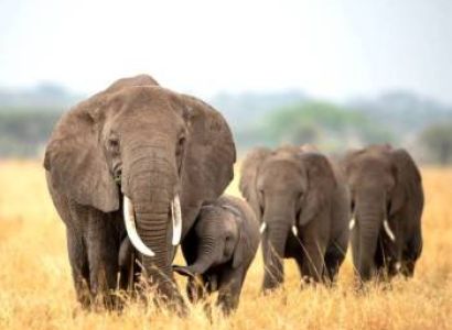 5 Days Arusha & Ngorongoro Tour Package - Budget