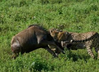 Arusha & Ngorongoro Budget Holiday - 5 Days