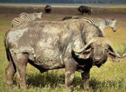 Arusha Tour Package - 5 Days Budget