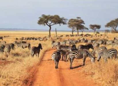 Budget Manyara & Arusha Tour Package - 3 Days