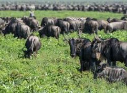 Arusha Tour Package - 4 Days Budget