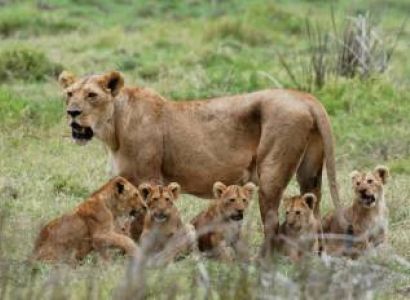 Mikumi National Park + Maasai Village Tour / 3 days -2 Nights