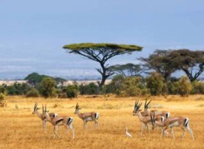 The Great Kenya Safari: 7-Day Group Wildlife Adventure