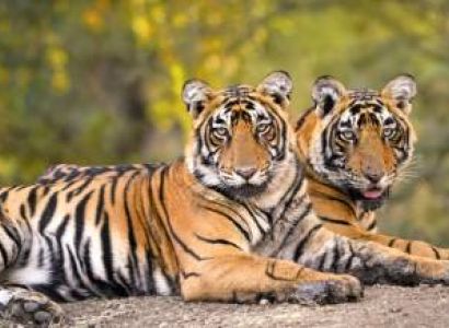 Complete Odisha Explorer 7 Night - 8 Days Tour