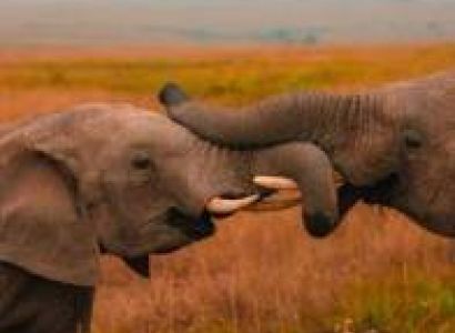 Serengeti Big Five Adventure