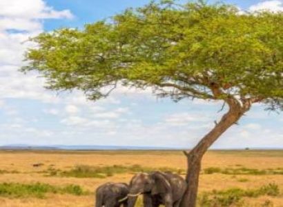 PRIVATE FAMILY SAFARI NORTHERN TANZANIA