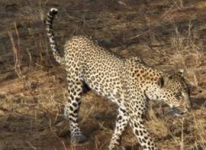 3 Days Safari Tsavo East and Taita Hills Saltlick Lodge
