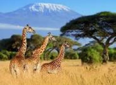 7 DAYS LUXURY SAFARI TARANGIRE NATIONAL PARK, SERENGETI NATIONAL PARK AND NGORONGORO CRATER