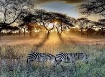 7 DAYS BUDGET SAFARI TO TARANGIRE NATIONAL PARK, SERENGETI NATIONAL PARK AND NGORONGORO CRATER
