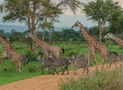 3 Days Mikumi Wildlife Safari from Zanzibar with Fright