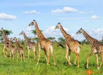 4 Days Luxury Tour Arusha & Ngorongoro