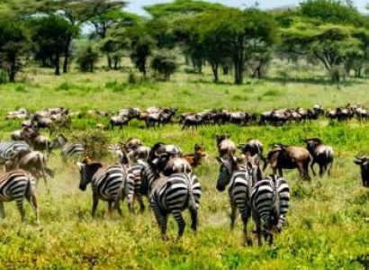 Arusha & Kilimanjaro & Ngorongoro 11 Days Luxury Holiday Package