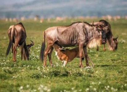 9 Days Arusha & Kilimanjaro & Ngorongoro Tour Package Luxury