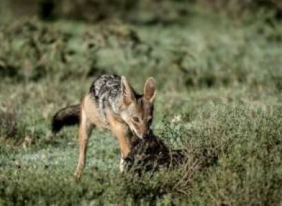 7 Days Arusha & Manyara Tour Package Budget