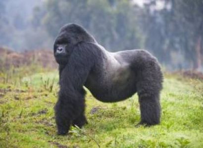 Arusha & Kigali & Victoria Falls & Ruhengeri & Northwestern Rwanda 15 Days Budget Holiday Package