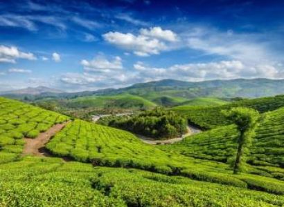 4 Days Munnar Tour Package Budget