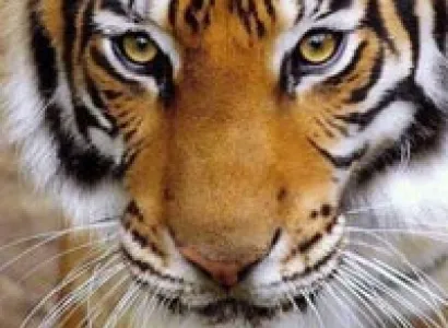 Tiger marathon 2016 Tour