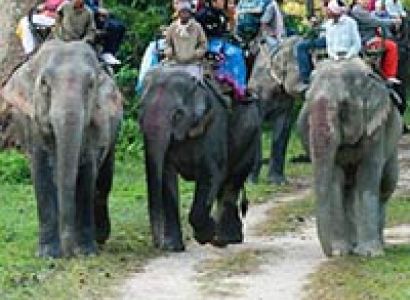 Kaziranga Tour Package
