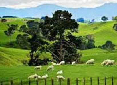New Zealand North Island Tour
