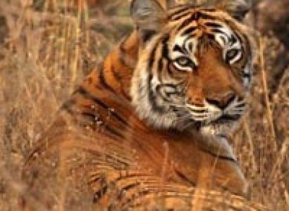 Wildlife Adventure Tours in India