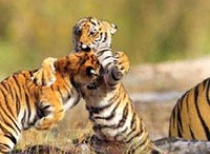 Pench - Tadoba Wildlife Tour Image