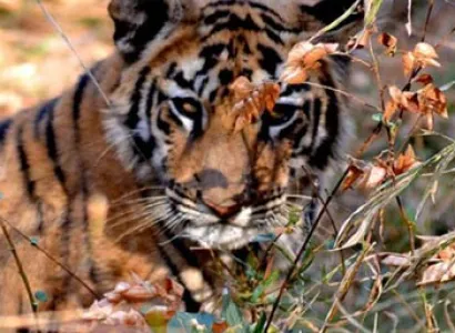 Best of Wild Life Package