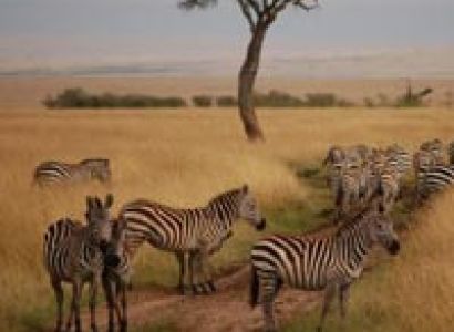 Dziner Kenya Plan Package