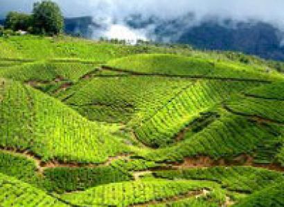 Munnar - Thekkady - Periyar - Alleppey - Cochin Honeymoon Holiday Tour