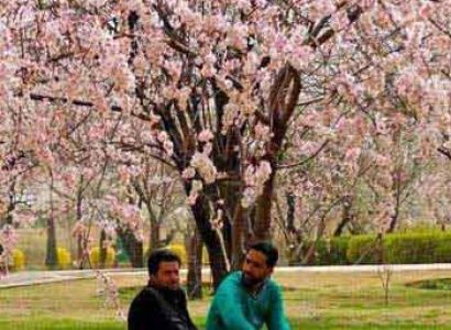 Local Kashmir Tour Package