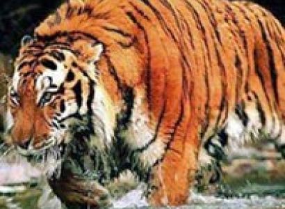 Sunderbans Jungle Camp Tour