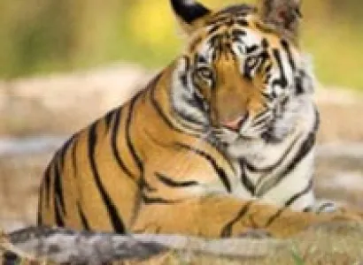 East India Wildlife Tour