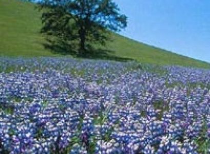 Kashmir summer Special Duration: 5 nights / 6 days