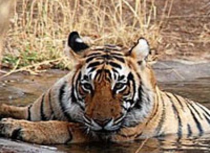 A Journey to Land of Tiger