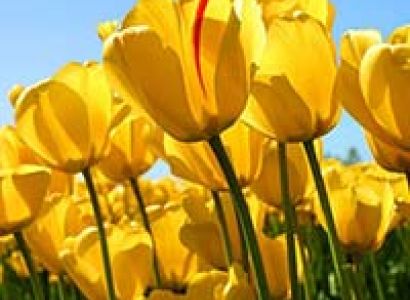 A Heaven called kashmir Tour