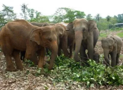 Negombo – Kandy – Pinnawala – Negombo Package