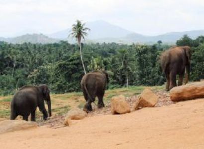 Negombo – Pinnawala – Kandy – Nuwara Eliya – Colombo Package