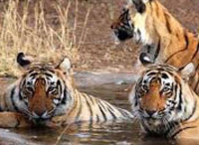Ranthambore Tiger Tour