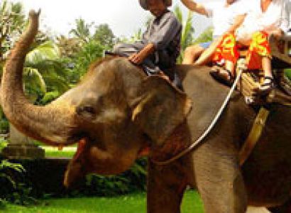 Elephant Safaris In India Package