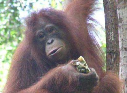 Orangutan Tour 3 Days Package