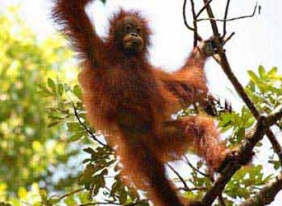 Orangutan Tour & River Safari 4 Days Package