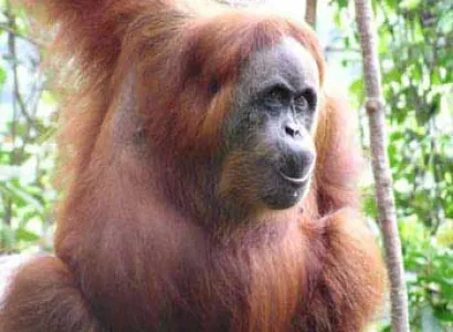 Sumatra Orangutan Tour 5 Days Package