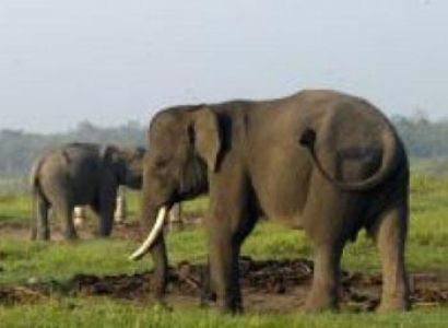 Way Kambas National Park Package