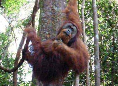 Orangutan Sumatra, Tangkahan, Lake Toba Package