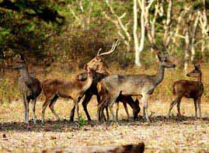 Banyuwangi & West Bali National Park Package