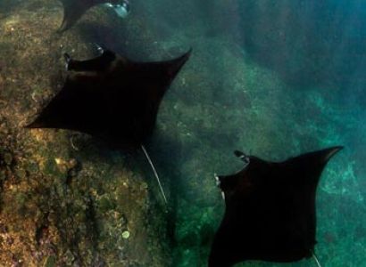 Komodo Diving Package