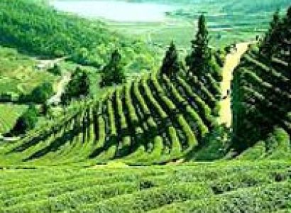 Darjeeling Tour 05 Nights / 06 Days
