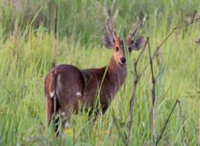 5 Nights 6 Days Assam Wildlife Tour