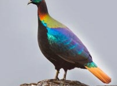 Bhutan Birding