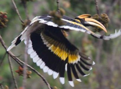Bhutan Birding in Himalaya Tour
