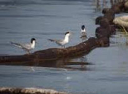 Adventure Tattapani Tour